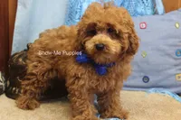 Karter, a male Poodle - Toy  for sale in West Plains, MO – 9 of 9