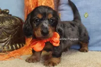 Joshua, a male Miniature Dachshund for sale in West Plains, MO – 10 of 10