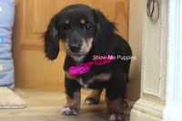 Lexi, a female Miniature Dachshund for sale in West Plains, MO – 10 of 10