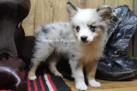 Teddy, a male Miniature Australian Shepherd and Toy Australian Shepherd for sale in West Plains, MO – 9 of 10
