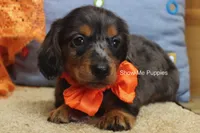 Joshua, a male Miniature Dachshund for sale in West Plains, MO – 1 of 10