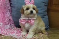 Charisma, a female Maltipoo for sale in West Plains, MO – Photo 4 of 10