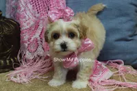 Charisma, a female Maltipoo for sale in West Plains, MO – Photo 2 of 10