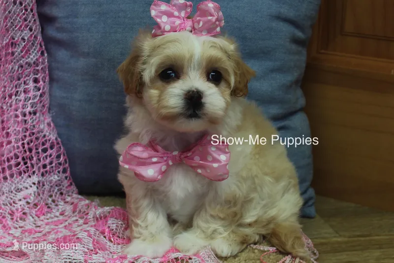 Charisma – Maltipoo puppy for sale in West Plains, MO