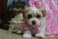 Charisma, a female Maltipoo for sale in West Plains, MO – Photo 6 of 10