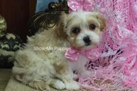Charisma, a female Maltipoo for sale in West Plains, MO – Photo 10 of 10