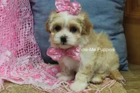 Charisma, a female Maltipoo for sale in West Plains, MO – Photo 8 of 10