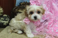 Charisma, a female Maltipoo for sale in West Plains, MO – Photo 5 of 10