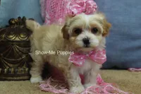 Charisma, a female Maltipoo for sale in West Plains, MO – Photo 9 of 10