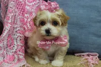 Charisma, a female Maltipoo for sale in West Plains, MO – Photo 7 of 10