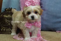 Charisma, a female Maltipoo for sale in West Plains, MO – Photo 3 of 10