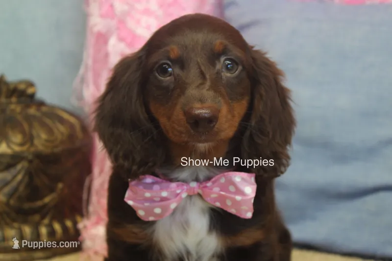 Holli – Miniature Dachshund puppy for sale in West Plains, MO