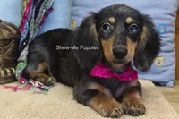 Josie, a female Miniature Dachshund for sale in West Plains, MO – 2 of 10