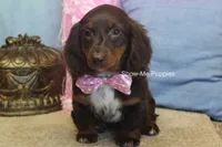 Holli, a female Miniature Dachshund for sale in West Plains, MO – 7 of 10