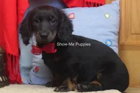 Lucas, a male Miniature Dachshund for sale in West Plains, MO – 2 of 8