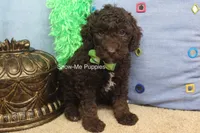 Marshal, a male Poodle - Miniature  for sale in West Plains, MO – 9 of 9