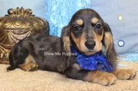 Joseph, a male Miniature Dachshund for sale in West Plains, MO – 5 of 8