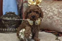 Kiley, a female Poodle - Toy  for sale in West Plains, MO – 8 of 8