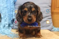 Ivan, a male Miniature Dachshund for sale in West Plains, MO – 4 of 10