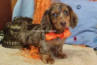 Derek, a male Miniature Dachshund for sale in West Plains, MO – 2 of 10