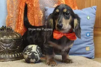 Joseph, a male Miniature Dachshund for sale in West Plains, MO – 10 of 10