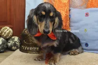 Joseph, a male Miniature Dachshund for sale in West Plains, MO – 6 of 10