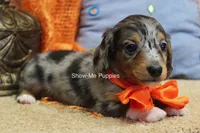 Levi, a male Miniature Dachshund for sale in West Plains, MO – 10 of 10