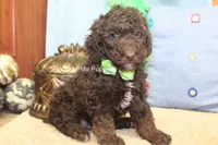 Marshal, a male Poodle - Miniature  for sale in West Plains, MO – 7 of 9