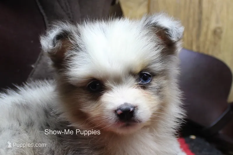 Teddy – Miniature Australian Shepherd, Toy Australian Shepherd puppy for sale in West Plains, MO