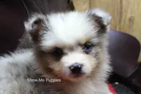 Teddy, a male Miniature Australian Shepherd and Toy Australian Shepherd for sale in West Plains, MO – 1 of 10