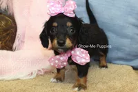 Lexi, a female Miniature Dachshund for sale in West Plains, MO – 3 of 8