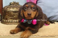 Fynlee, a female Miniature Dachshund for sale in West Plains, MO – 6 of 10