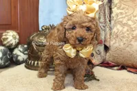 Kiley, a female Poodle - Toy  for sale in West Plains, MO – 7 of 8