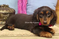 Fynlee, a female Miniature Dachshund for sale in West Plains, MO – 7 of 10