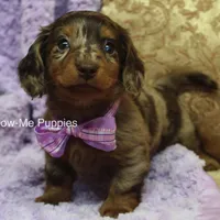 Zoey, a female Miniature Dachshund for sale in West Plains, MO – Photo 7 of 8
