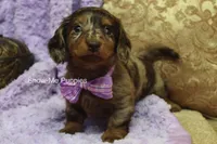 Zoey, a female Miniature Dachshund for sale in West Plains, MO – Photo 7 of 8