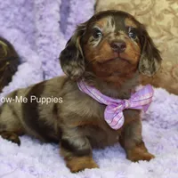 Zoey, a female Miniature Dachshund for sale in West Plains, MO – Photo 4 of 8