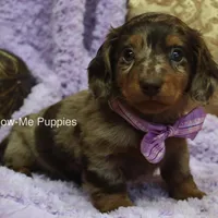 Zoey, a female Miniature Dachshund for sale in West Plains, MO – Photo 3 of 8