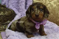 Zoey, a female Miniature Dachshund for sale in West Plains, MO – Photo 3 of 8
