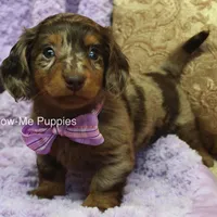 Zoey, a female Miniature Dachshund for sale in West Plains, MO – Photo 2 of 8