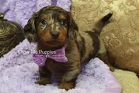 Zoey, a female Miniature Dachshund for sale in West Plains, MO – Photo 2 of 8