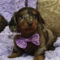 Zoey, a female Miniature Dachshund for sale in West Plains, MO – Photo 1 of 8