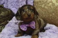 Zoey, a female Miniature Dachshund for sale in West Plains, MO – Photo 1 of 8