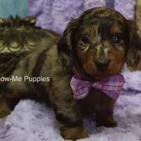 Zoey, a female Miniature Dachshund for sale in West Plains, MO – Photo 6 of 8