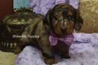Zoey, a female Miniature Dachshund for sale in West Plains, MO – Photo 6 of 8