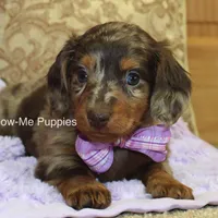 Zoey, a female Miniature Dachshund for sale in West Plains, MO – Photo 8 of 8