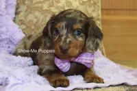 Zoey, a female Miniature Dachshund for sale in West Plains, MO – Photo 8 of 8