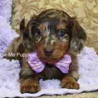 Zoey, a female Miniature Dachshund for sale in West Plains, MO – Photo 5 of 8