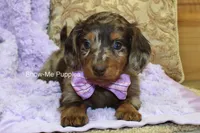 Zoey, a female Miniature Dachshund for sale in West Plains, MO – Photo 5 of 8