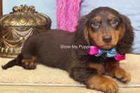 Fynlee, a female Miniature Dachshund for sale in West Plains, MO – 4 of 10